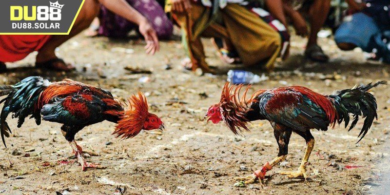 FAQs về sảnh đá gà trực tiếp tại DU88