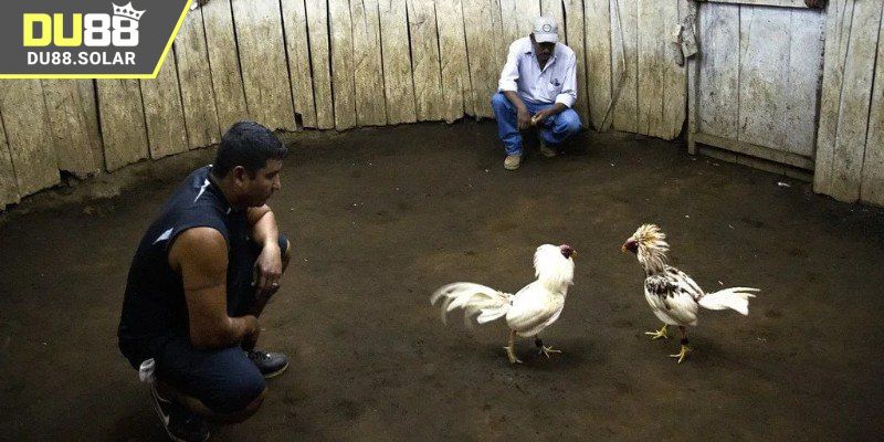 Hướng dẫn cách truy cập link xem đá gà DU88