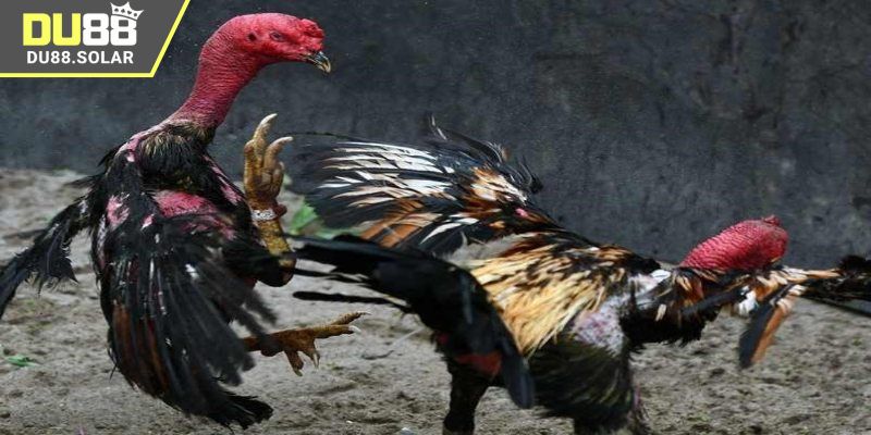 Khái quát chung về trực tiếp đá gà Thomo