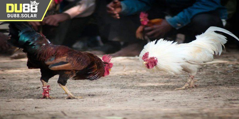 Kinh nghiệm tham gia đá gà live 24/7 chuẩn chỉ