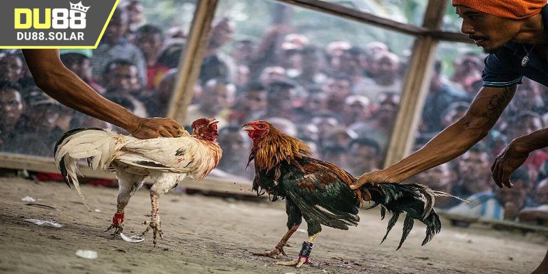 Lý do khiến DU88 là sân chơi được yêu thích