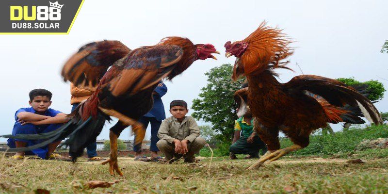 Lý do nên tham gia đá gà live trên DU88