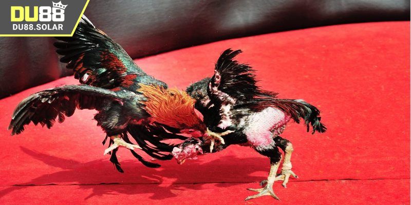 Trực tiếp đá gà Thomo