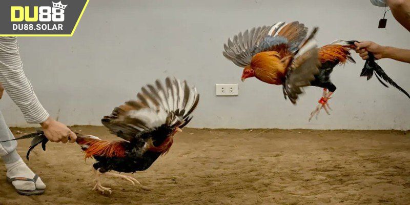 Xem đá gà online miễn phí